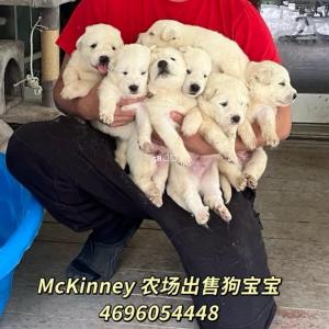 达拉斯McKinney出售熊宝宝