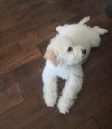 Maltipoo 小狗。不到10磅